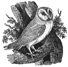 220px-Bewick Thomas Barn Owl Tyto alba