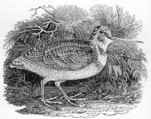bewick