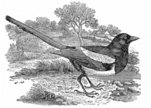 bewick exhibition