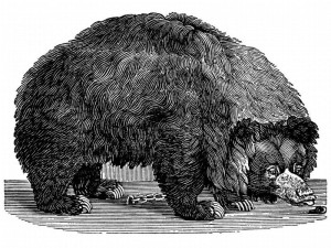 thomas-bewick-bear